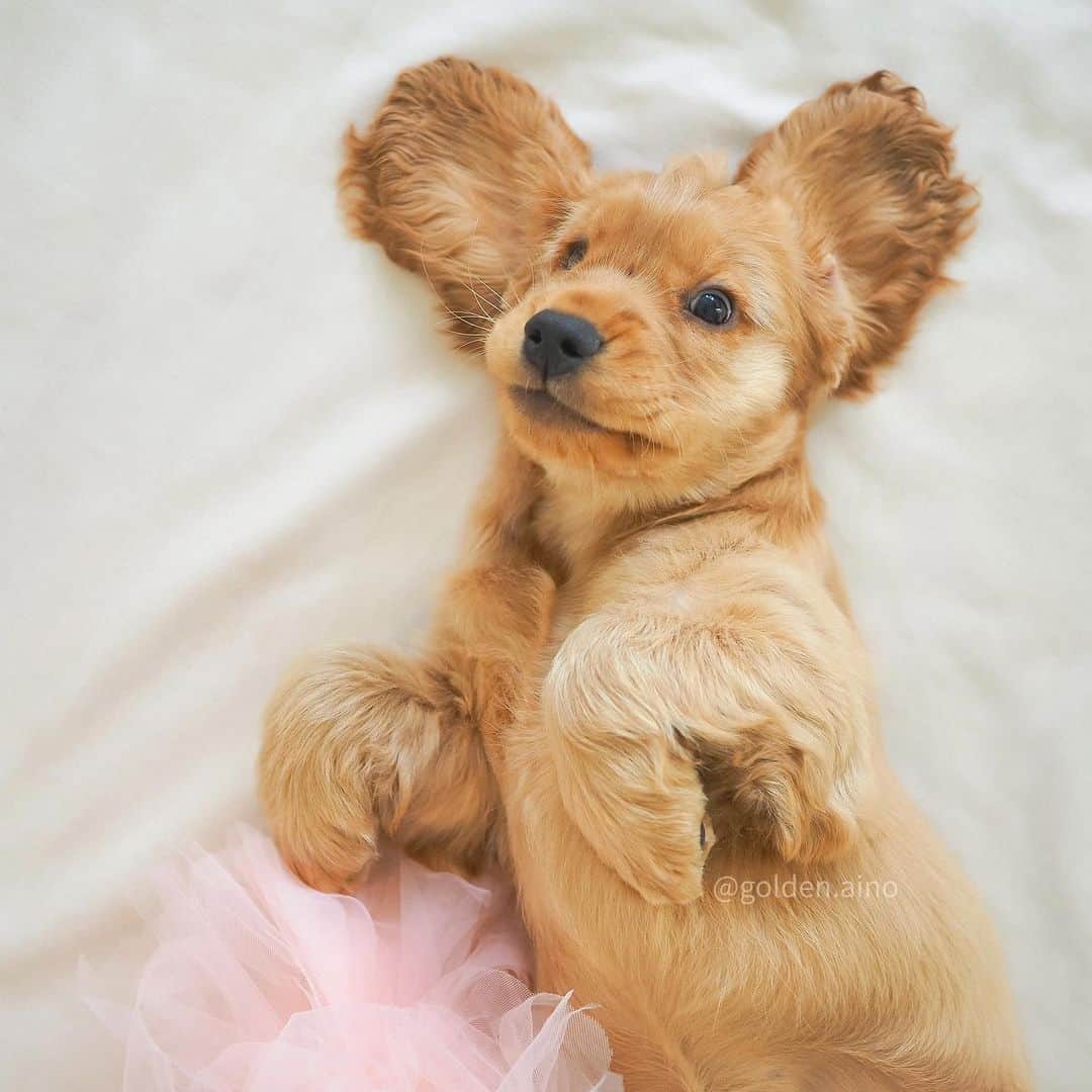 8crapのインスタグラム：「Hooman says I have teddy bear ears, what do you think? - Want to get featured like them? Join “The Barked Club” on FACEBOOK and post something now! 👉 barked.com - 📷 @golden.aino - #TheBarkedClub #barked #dog #doggo」