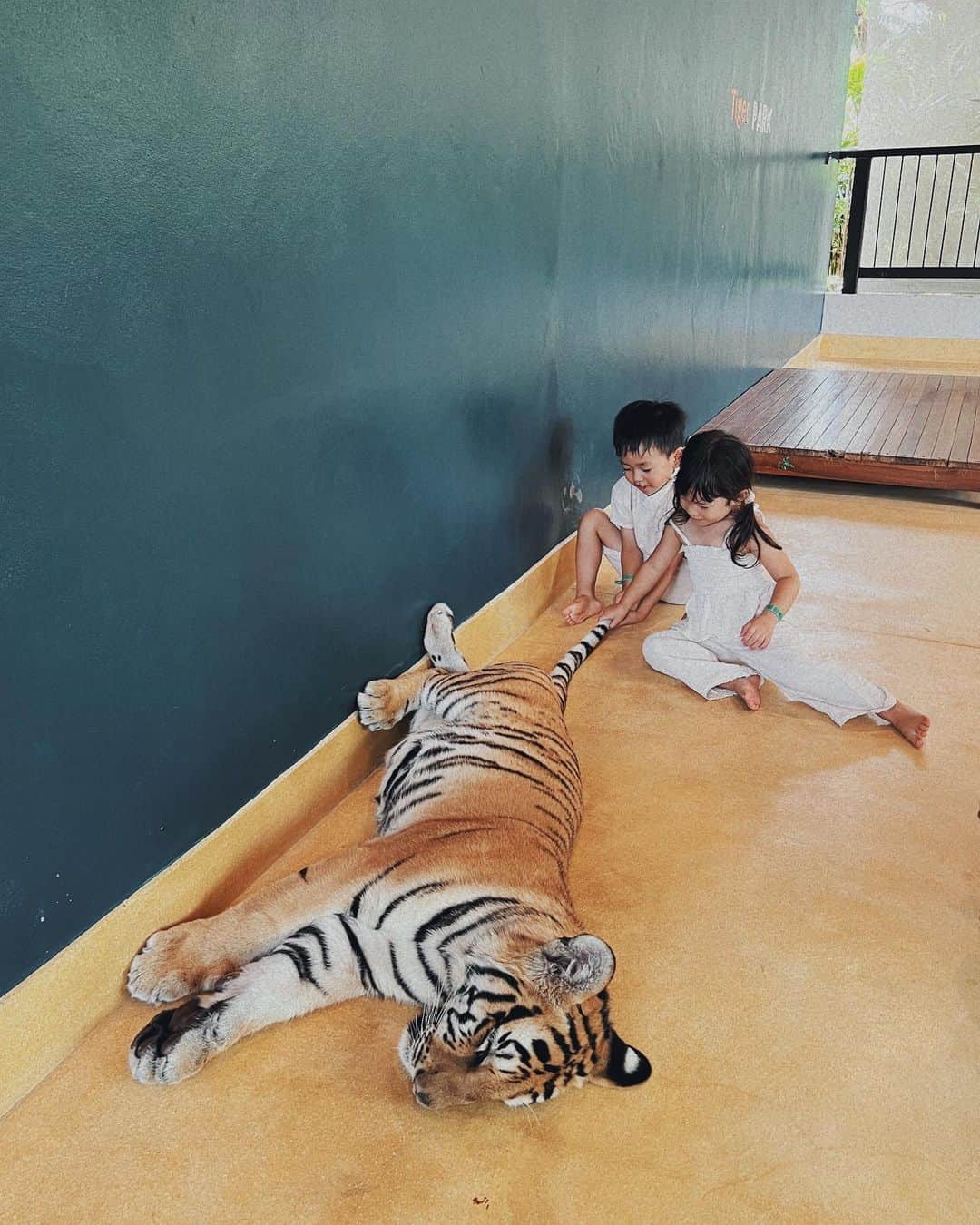 Remiさんのインスタグラム写真 - (RemiInstagram)「Phuket, Thailand🇹🇭 私が恋焦がれる動物、虎と触れ合い🐅💕 クルーズの寄港地、プーケットのタイガーパークにて🐯 生後5ヶ月と3ヶ月の赤ちゃんトラ、可愛かったなぁ🥰💘  👧🏻は本物以上にぬいぐるみの虎にゾッコンでした(あるある)  ------------ 📍#TigerParkPhuket #Thailand ⚓️ Royal Carribian @royalcaribbeanjapan  ✈️ Spectrum of the Seas 🗓 2023.9.14  #クルーズ旅 #海外クルーズ #ロイヤルカリビアン #スペクトラムオブザシーズ #プーケット #タイ #シンガポール発着クルーズ #子連れクルーズ #子連れ旅行 #RoyalCarribian #spectrumoftheseas #Phuket  #cruise #cruiselife #familycruise #remi_world2023」9月15日 23時33分 - remi_912