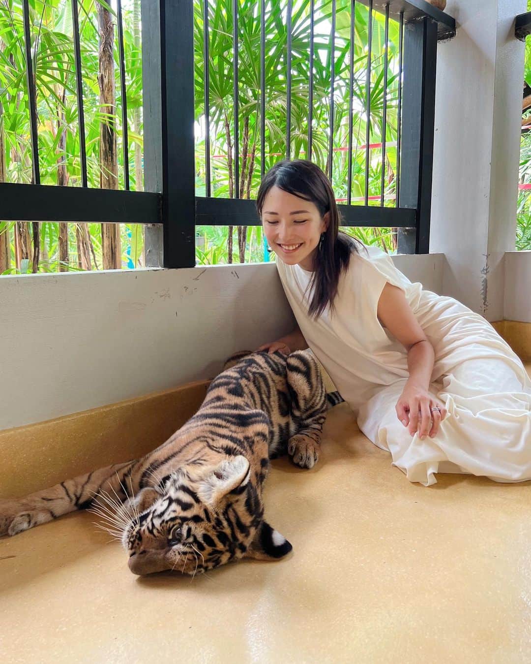Remiさんのインスタグラム写真 - (RemiInstagram)「Phuket, Thailand🇹🇭 私が恋焦がれる動物、虎と触れ合い🐅💕 クルーズの寄港地、プーケットのタイガーパークにて🐯 生後5ヶ月と3ヶ月の赤ちゃんトラ、可愛かったなぁ🥰💘  👧🏻は本物以上にぬいぐるみの虎にゾッコンでした(あるある)  ------------ 📍#TigerParkPhuket #Thailand ⚓️ Royal Carribian @royalcaribbeanjapan  ✈️ Spectrum of the Seas 🗓 2023.9.14  #クルーズ旅 #海外クルーズ #ロイヤルカリビアン #スペクトラムオブザシーズ #プーケット #タイ #シンガポール発着クルーズ #子連れクルーズ #子連れ旅行 #RoyalCarribian #spectrumoftheseas #Phuket  #cruise #cruiselife #familycruise #remi_world2023」9月15日 23時33分 - remi_912