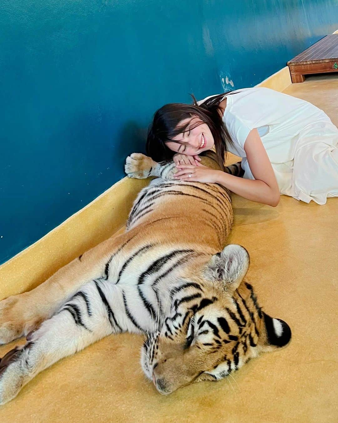 Remiのインスタグラム：「Phuket, Thailand🇹🇭 私が恋焦がれる動物、虎と触れ合い🐅💕 クルーズの寄港地、プーケットのタイガーパークにて🐯 生後5ヶ月と3ヶ月の赤ちゃんトラ、可愛かったなぁ🥰💘  👧🏻は本物以上にぬいぐるみの虎にゾッコンでした(あるある)  ------------ 📍#TigerParkPhuket #Thailand ⚓️ Royal Carribian @royalcaribbeanjapan  ✈️ Spectrum of the Seas 🗓 2023.9.14  #クルーズ旅 #海外クルーズ #ロイヤルカリビアン #スペクトラムオブザシーズ #プーケット #タイ #シンガポール発着クルーズ #子連れクルーズ #子連れ旅行 #RoyalCarribian #spectrumoftheseas #Phuket  #cruise #cruiselife #familycruise #remi_world2023」