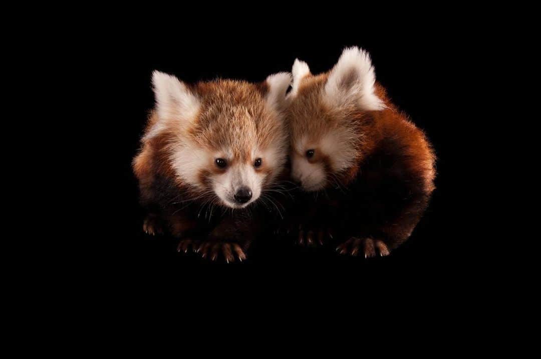 Joel Sartoreさんのインスタグラム写真 - (Joel SartoreInstagram)「The only thing cuter than one red panda is twin red pandas like these two @lincolnchildrenszoo. Using their long bushy tails for balance and claws for gripping, red pandas are well equipped for life in the trees, where they can sunbathe and avoid predators such as snow leopards and dholes. Their cinnamon red coats add an extra layer of predator protection, blending perfectly with the red moss and white lichen that covers the tree trunks of their bamboo forest homes.   #redpanda #red #panda #twins #animals #wildlife #photography #animalphotography #wildlifephotography #studioportrait #PhotoArk @insidenatgeo」9月15日 23時33分 - joelsartore