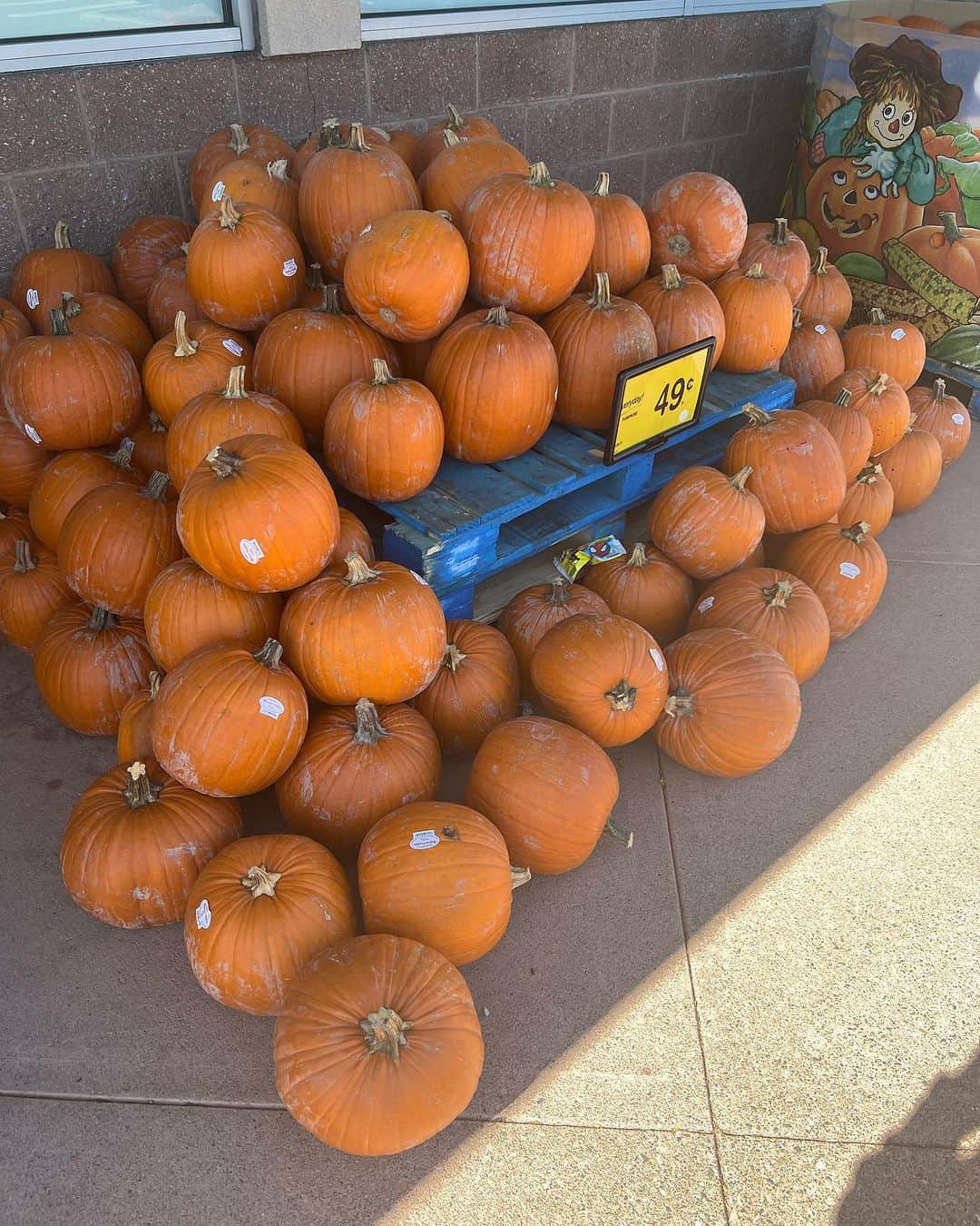 ヨネスケさんのインスタグラム写真 - (ヨネスケInstagram)「シアトルでは、スーパーで、ハロウィン用のかぼちゃが沢山ならんでる。」9月16日 0時03分 - yonesuke5656