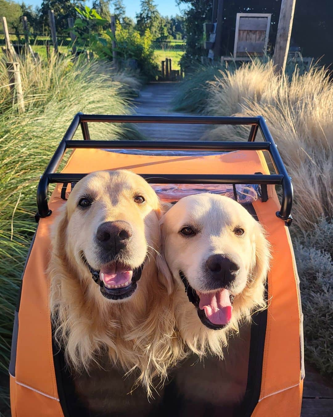 8crapのインスタグラム：「Do you want to join us for a ride? - Want to get featured like them? Join “The Barked Club” on FACEBOOK and post something now! 👉 barked.com - 📷 @buckleyramses - #TheBarkedClub #barked #dog #doggo #GoldenRetriever #GoldenRetrievers」
