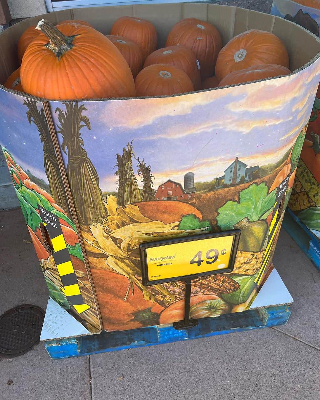 ヨネスケさんのインスタグラム写真 - (ヨネスケInstagram)「シアトルのスーパーでは、ハロウィンのかぼちゃが、いっぱい売っています。」9月16日 0時04分 - yonesuke5656