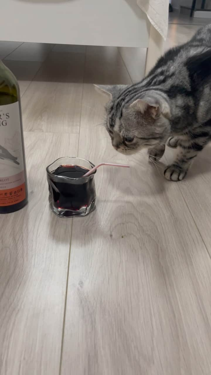 ルフのインスタグラム：「After 11 years,Luhu still hate my red wine… - - #luhu #sadface #cat #cute #angel #adorable #lovely」