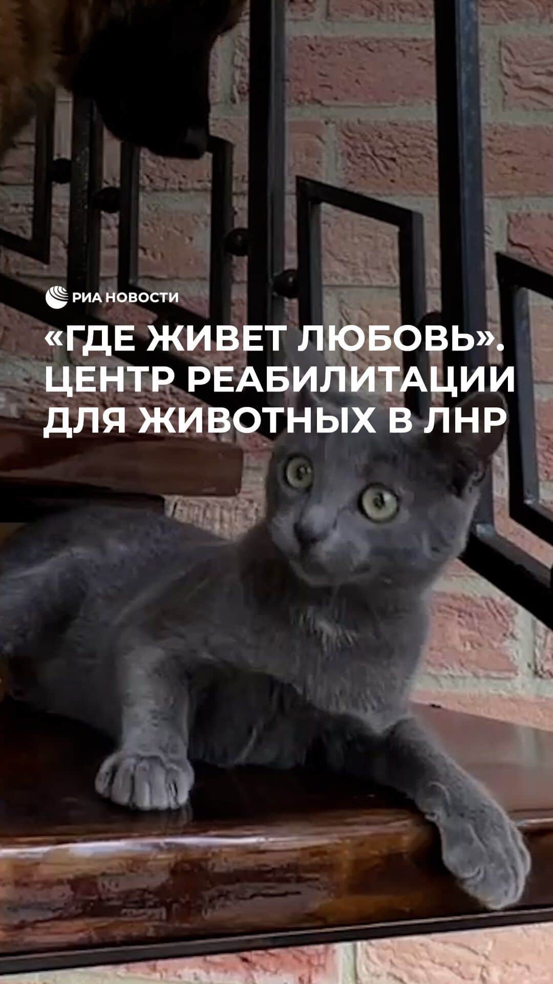RIAノーボスチのインスタグラム：「Реабилитационный центр в ЛНР помогает животным вернуться к нормальной жизни. Здесь находятся питомцы, которые пострадали от боевых действий или которых в спешке оставили хозяева. Владелица центра Ирина рассказала, что в этом месте “живет любовь”, и с радостью помогают братьям нашим меньшим.」