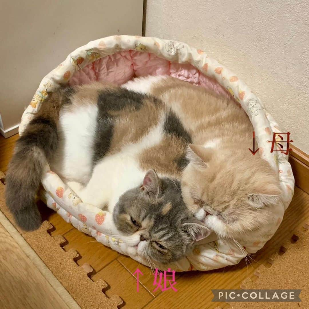 こちょねこ父さんさんのインスタグラム写真 - (こちょねこ父さんInstagram)「親子仲良く👪 昼寝💤💤 ・ #こいちゃんファミリー ・ #cat#cats#cute#catlover#catstagram#catsofinstagram#exotic#exoticcat#exotickitten#exoticshorthair#exoticshorthairkitten#ねこ#ねこ部#猫#エキゾチック#エキゾチックショートヘア#エキゾチックショートヘアー #子猫#仔猫#子にゃんこ#にゃんこ#ニャンコ#エキゾ」9月15日 16時19分 - gongon419