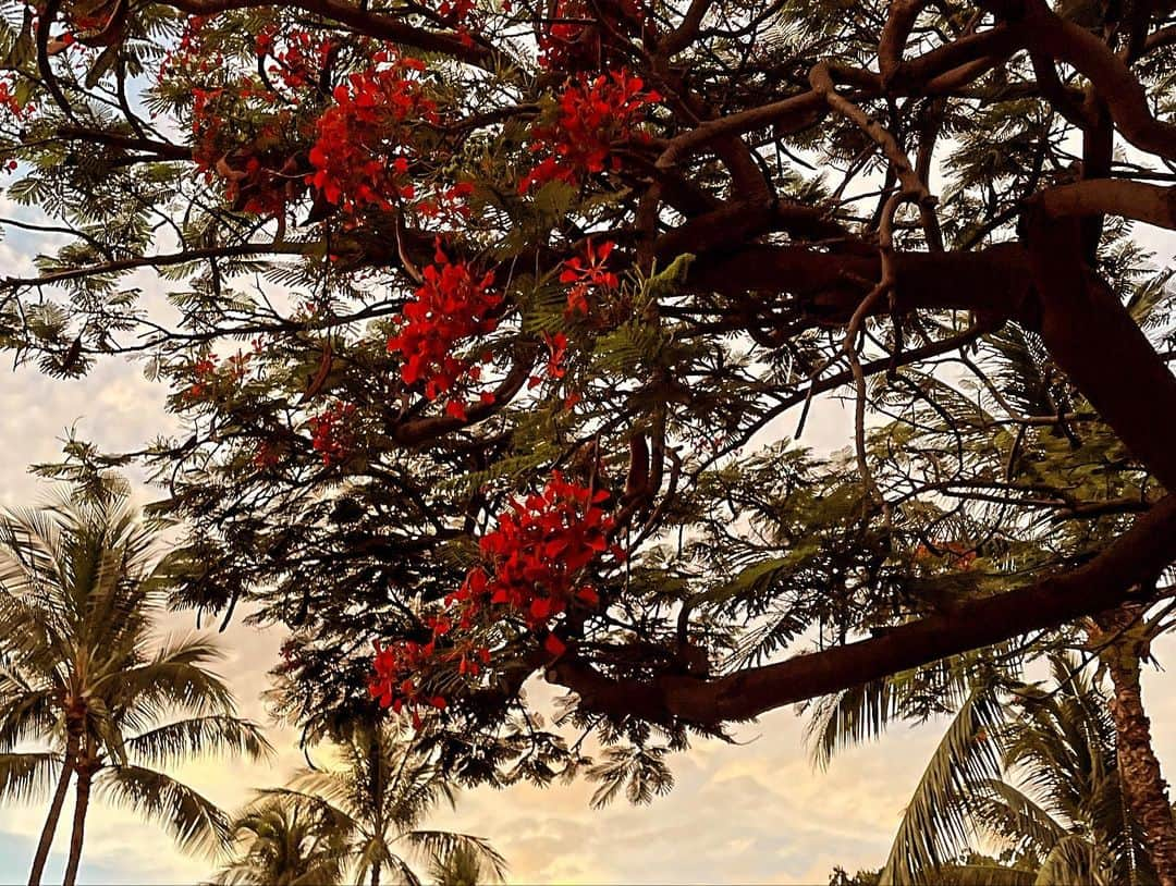 阪井あゆみさんのインスタグラム写真 - (阪井あゆみInstagram)「👶🌺☀️🌴🫧🍒🌅🧸🛒 #Hawaii#家族旅行#年子兄弟 #ダイヤモンドヘッド #ミッキーさんに会えた」9月15日 16時21分 - ayumisakai0121