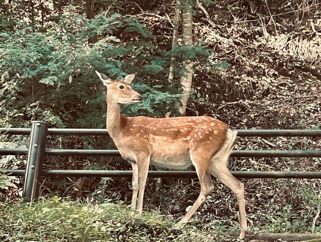 井澤惇さんのインスタグラム写真 - (井澤惇Instagram)「ソロキャンプ。  有名な浩庵キャンプ場いってきた。かなり斜めの場所しか人多くて取れなかったのだけど、コットでねてたら滑り台みたいに斜面を滑って一睡もできんかった！！  でもこの光景みれてよかった。  #ソロキャンプ  #焚き火」9月15日 16時50分 - bass138