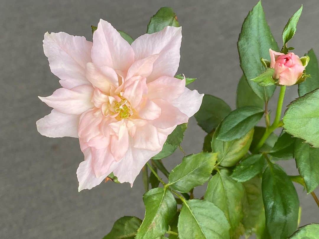 青山有紀さんのインスタグラム写真 - (青山有紀Instagram)「植え替えたわばらの元氣がなくなったので、花がいくつも咲いてる姿をイメージしたら、一気に蕾が出来て次々咲いてくれてる〜😻💗うれしい〜💗 #リラックスしてイメージする #信じると叶う」9月15日 16時55分 - yukiaoya