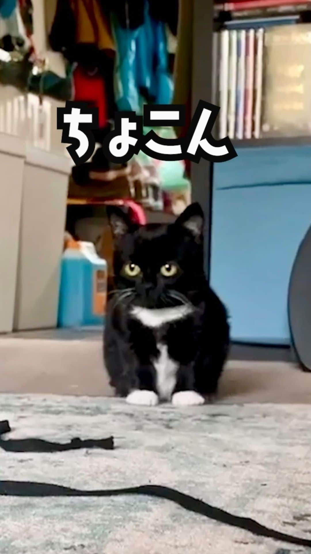 PECOねこ部のインスタグラム