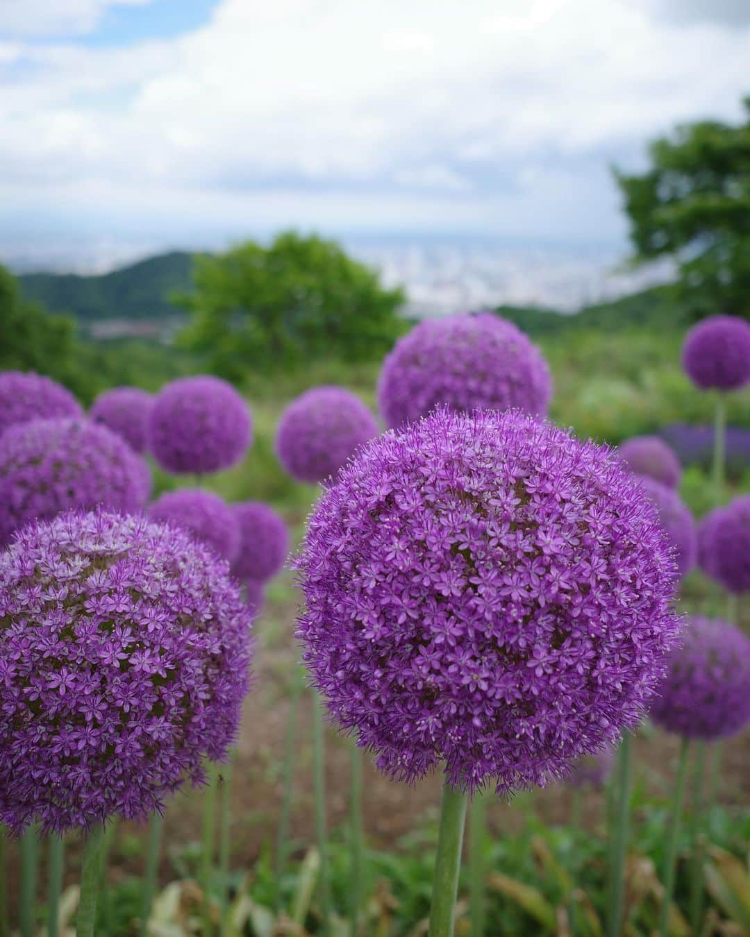 Lisaさんのインスタグラム写真 - (LisaInstagram)「. すんごくきれいだった札幌の ラベンダー畑💜💜💜  ラベンダーのいいにおいもして行ってよかった場所でした🥹帰りにまさかの野生のきつねちゃんをみてびっくりしました🦊🦊  #北海道#ラベンダー畑#ラベンダー#北海道旅行」9月15日 17時12分 - lisarobintweety