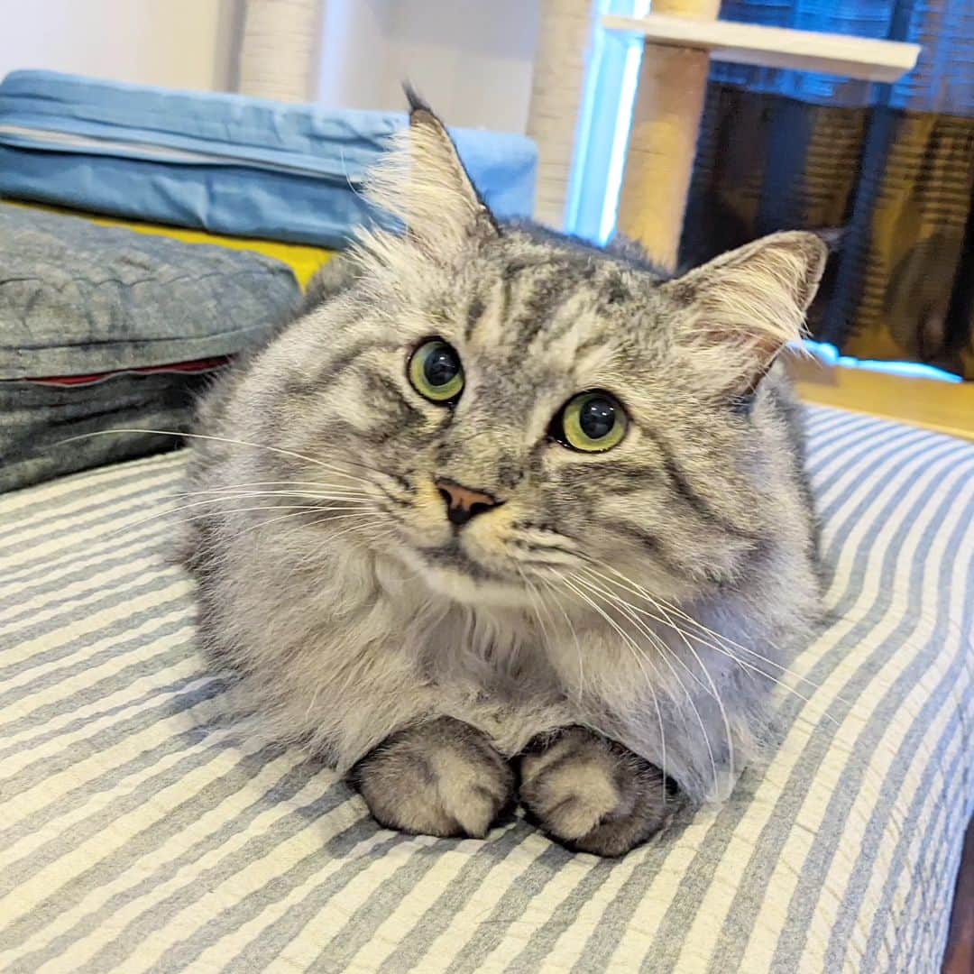 松原真琴のインスタグラム：「前足がかわいい猫」