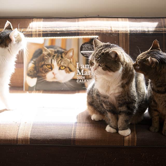 まる & はなさんのインスタグラム写真 - (まる & はなInstagram)「毎年アートプリントジャパンさんが出してくださっているカレンダーが、今年も発売されています！  １周回ってイケメンなタヌキと、はなみりも写ってます。（９月８日のブログより）  お取り扱い店舗は、全国のロフトや東急ハンズ、書店、雑貨店、ネットなど。各店舗によって販売開始時期が異なります。  These are "I am Maru." calendar for 2024! (These are sold only in Japan.)」9月15日 17時25分 - maruhanamogu