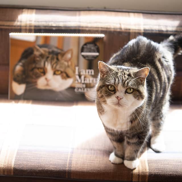 まる & はなさんのインスタグラム写真 - (まる & はなInstagram)「毎年アートプリントジャパンさんが出してくださっているカレンダーが、今年も発売されています！  １周回ってイケメンなタヌキと、はなみりも写ってます。（９月８日のブログより）  お取り扱い店舗は、全国のロフトや東急ハンズ、書店、雑貨店、ネットなど。各店舗によって販売開始時期が異なります。  These are "I am Maru." calendar for 2024! (These are sold only in Japan.)」9月15日 17時25分 - maruhanamogu