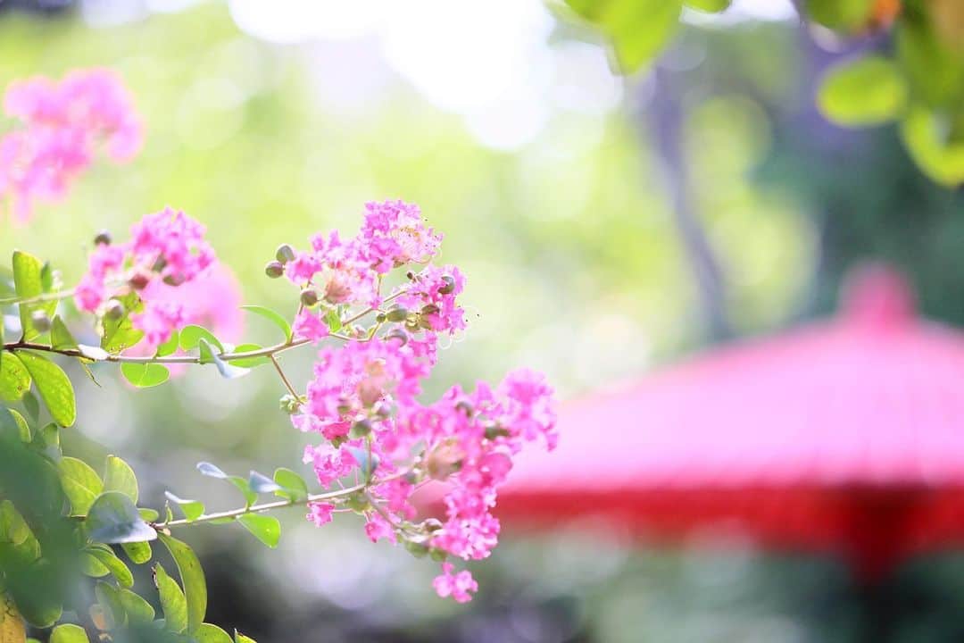 kiccyomuのインスタグラム：「☁️ 2023.09.14 Fri #向島百花園  いろんな花が咲いている庭園 今の時期は花🌼少なめだけど #サルスベリ が綺麗 和傘を背景に📸  萩のトンネルは… まだ先のようでした😅  location #東京 ❣️ 📷撮影 2023年9月12日」