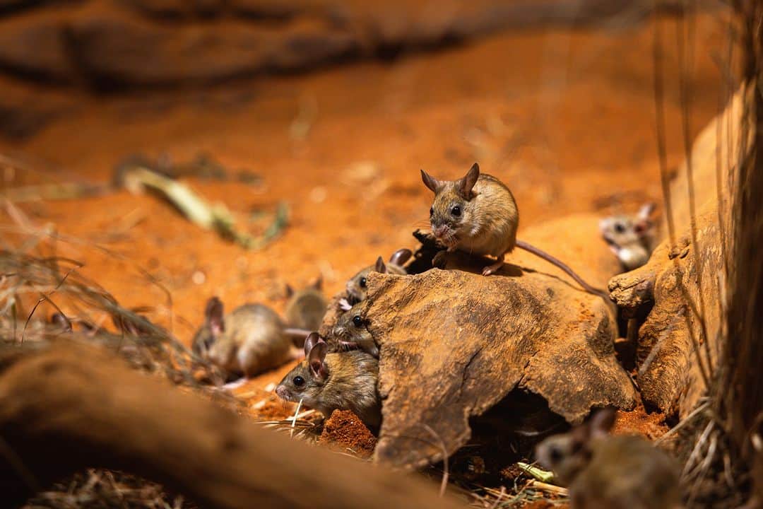 タロンガ動物園さんのインスタグラム写真 - (タロンガ動物園Instagram)「Nature's little acrobats the Spinifex hopping mice have made a mighty return to Taronga! 🐭 In just one week, guests will once again be able to come face-to-face with an abundance of night-loving native species as we open nguwing nura - Nocturnal Country 🌙✨ a brand-new state-of-the-art Nocturnal Habitat located on beautiful Cammeraigal Country.   Stay tuned for more updates!  #ForTheWild」9月15日 18時00分 - tarongazoo