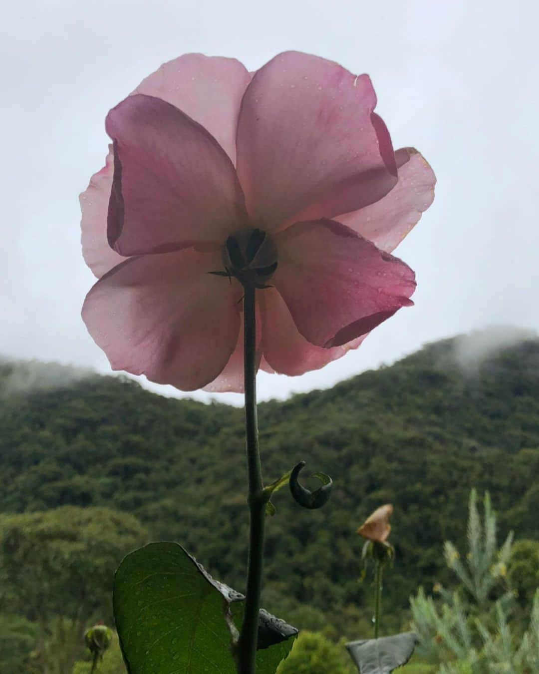 massaferaのインスタグラム：「Outro dia registrei esse bilhete da amor da natureza eles estão espalhados por todo canto . Primeiramente Bom dia ✨」