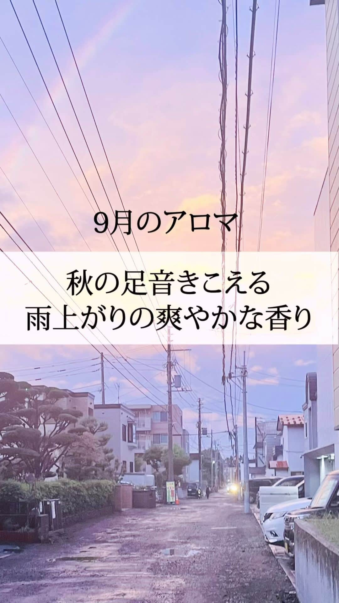 生活の木 Tree of life 【公式Instagram】のインスタグラム：「【9月におすすめ】 雨上がりの爽やかな香り🌈  台風なども多い9月。 雨上がりの少しひんやりしたような 秋を感じる香りを作ってみました。  ブレンドの割合はこちら↓ ●レモン　3 ●ユーカリ・グロブルス　2 ●プチグレイン　1  さっぱりとした香りで ジメジメの時期にはぴったりかも☺️ ぜひ試してみてください！  #生活の木 #アロマ #アロマオイル #精油 #アロマブレンド #調香 #香水」