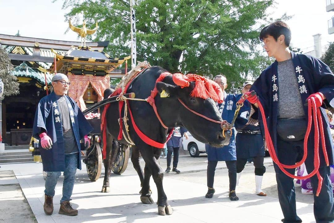 墨田区のインスタグラム：「🏮五年に一度✨牛嶋神社大祭🐮で大賑わい👪  5年に一度の大祭(本祭り) が、御鎮座1165年大祭として、9月15日(金)･16日(土)に神幸祭、 17日(日)には氏子各町大神輿による連合宮入渡御(とぎょ)が盛大に執り行われます🎉🏮  大祭では、牛が曳く鳳輦(牛車)を中心に手古舞(てこまい)、稚児(ちのみご)などが加わった古式ゆかしい行列が、広大な氏子エリアを全行程約35キロメートルにわたって巡行される神幸祭を2日間実施🪈神幸祭2日目の夕方には「東京スカイツリーソラマチひろば」で「世界平和祈願祭」が執り行わる予定です😌  最終日には、名工の巧みな技術が活きた区内の約50基の大神輿が3組に分かれて集結🎆牛嶋神社へ向かって連合神輿宮入が盛大に行われ、祭りは最高潮を迎えるでしょう⛩️🌅  5年に一度の大祭をぜひ経験してみては？  牛嶋神社 御鎮座千百六十五年大祭 〈開催日程〉 9月14日(木)：祭礼式典、敬老長寿祈願祭／奉祝祭・遷霊祭 9月15日(金)：鳳輦神幸祭 (初日) 9月16日(土)：鳳輦神幸祭 (二日目)／世界平和祈願祭 9月17日(日)：大神輿 連合宮入渡御  #墨田区 #すみだ #sumida #東京 #tokyo #わたしのすみだ自慢 #これもすみだのシティプロモーション #牛嶋神社大祭 #伝統と文化 #地域の結びつき #手古舞 #稚児 #お祭り #五年に一度 #牛 #向嶋墨堤組合 #行列 #言問通り #見番通り」