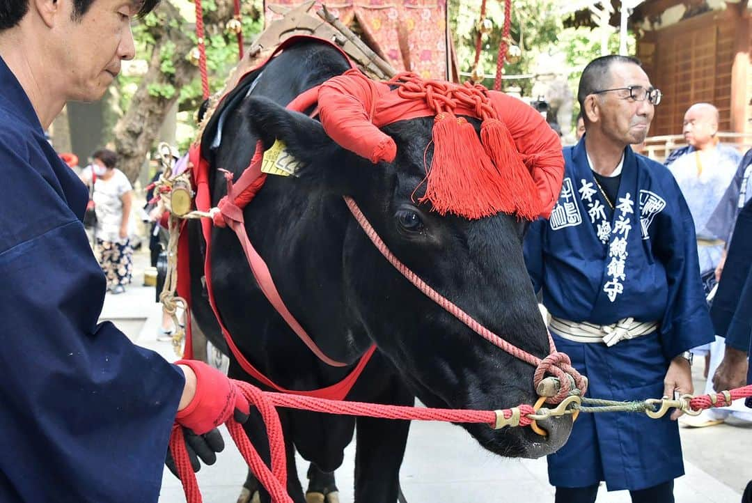 墨田区さんのインスタグラム写真 - (墨田区Instagram)「🏮五年に一度✨牛嶋神社大祭🐮で大賑わい👪  5年に一度の大祭(本祭り) が、御鎮座1165年大祭として、9月15日(金)･16日(土)に神幸祭、 17日(日)には氏子各町大神輿による連合宮入渡御(とぎょ)が盛大に執り行われます🎉🏮  大祭では、牛が曳く鳳輦(牛車)を中心に手古舞(てこまい)、稚児(ちのみご)などが加わった古式ゆかしい行列が、広大な氏子エリアを全行程約35キロメートルにわたって巡行される神幸祭を2日間実施🪈神幸祭2日目の夕方には「東京スカイツリーソラマチひろば」で「世界平和祈願祭」が執り行わる予定です😌  最終日には、名工の巧みな技術が活きた区内の約50基の大神輿が3組に分かれて集結🎆牛嶋神社へ向かって連合神輿宮入が盛大に行われ、祭りは最高潮を迎えるでしょう⛩️🌅  5年に一度の大祭をぜひ経験してみては？  牛嶋神社 御鎮座千百六十五年大祭 〈開催日程〉 9月14日(木)：祭礼式典、敬老長寿祈願祭／奉祝祭・遷霊祭 9月15日(金)：鳳輦神幸祭 (初日) 9月16日(土)：鳳輦神幸祭 (二日目)／世界平和祈願祭 9月17日(日)：大神輿 連合宮入渡御  #墨田区 #すみだ #sumida #東京 #tokyo #わたしのすみだ自慢 #これもすみだのシティプロモーション #牛嶋神社大祭 #伝統と文化 #地域の結びつき #手古舞 #稚児 #お祭り #五年に一度 #牛 #向嶋墨堤組合 #行列 #言問通り #見番通り」9月15日 18時47分 - sumida_official