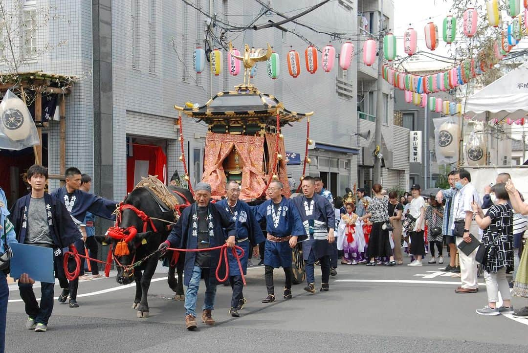 墨田区さんのインスタグラム写真 - (墨田区Instagram)「🏮五年に一度✨牛嶋神社大祭🐮で大賑わい👪  5年に一度の大祭(本祭り) が、御鎮座1165年大祭として、9月15日(金)･16日(土)に神幸祭、 17日(日)には氏子各町大神輿による連合宮入渡御(とぎょ)が盛大に執り行われます🎉🏮  大祭では、牛が曳く鳳輦(牛車)を中心に手古舞(てこまい)、稚児(ちのみご)などが加わった古式ゆかしい行列が、広大な氏子エリアを全行程約35キロメートルにわたって巡行される神幸祭を2日間実施🪈神幸祭2日目の夕方には「東京スカイツリーソラマチひろば」で「世界平和祈願祭」が執り行わる予定です😌  最終日には、名工の巧みな技術が活きた区内の約50基の大神輿が3組に分かれて集結🎆牛嶋神社へ向かって連合神輿宮入が盛大に行われ、祭りは最高潮を迎えるでしょう⛩️🌅  5年に一度の大祭をぜひ経験してみては？  牛嶋神社 御鎮座千百六十五年大祭 〈開催日程〉 9月14日(木)：祭礼式典、敬老長寿祈願祭／奉祝祭・遷霊祭 9月15日(金)：鳳輦神幸祭 (初日) 9月16日(土)：鳳輦神幸祭 (二日目)／世界平和祈願祭 9月17日(日)：大神輿 連合宮入渡御  #墨田区 #すみだ #sumida #東京 #tokyo #わたしのすみだ自慢 #これもすみだのシティプロモーション #牛嶋神社大祭 #伝統と文化 #地域の結びつき #手古舞 #稚児 #お祭り #五年に一度 #牛 #向嶋墨堤組合 #行列 #言問通り #見番通り」9月15日 18時47分 - sumida_official