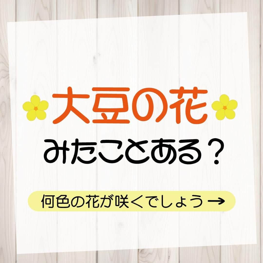 だいずデイズ（株式会社だいずデイズ）のインスタグラム：「こんばんは🙆‍♀️  皆様、大豆の花ってご存じですか？☘️  なかなか見る機会ないと思うんですけど•••  実は大豆の花はむら紫色の小さくてかわいい花が咲きます♪😍😍  こんなかわいい花から大豆になるって不思議ですよね🫶✨  以上、大豆の豆知識でした👍🧡  #だいずデイズ #daizudays #オーガニック　#ソイプロテイン　#植物性たんぱく質　 #オーガニック生活  #有機蒸し大豆」