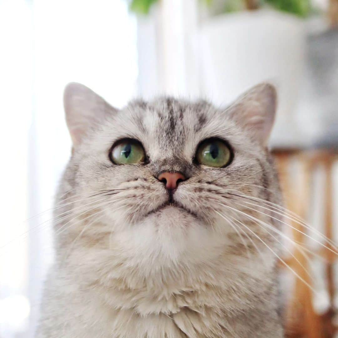 寅次郎（とらちゃん）さんのインスタグラム写真 - (寅次郎（とらちゃん）Instagram)「Happy 𝖥𝗋𝗂𝖽𝖺𝗒✨ ムフっといいお顔💓  良い週末を～🌿  #ミヌエット #ミヌエット女の子  #猫との暮らし #ペコねこ部 #bns_cats  #minuetcat #meowd」9月15日 19時06分 - torachanthecat