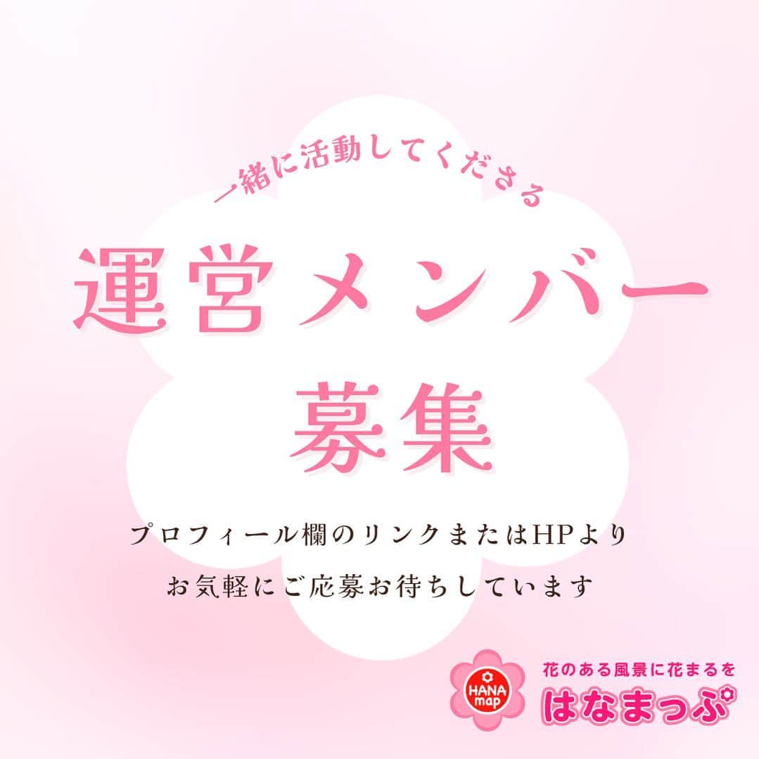 のインスタグラム：「はなまっぷを盛り上げるため一緒に活動してくださる運営メンバーを募集します。 年齢・性別不問です。  活動期間：2024年3月末まで  ご応募は@hanamapプロフィール欄のリンク、またはHPよりお願いいたします。  【活動内容　例】 ・SNSやHP等の運営補助（お渡しは経費補助程度の薄謝となります。） ・運営メンバー同士でのオンライン交流会  【こんな方を求めています】 ・月1回程度～ご自身のお好きなタイミングで活動出来る方 ・本業の傍ら都合の良いときに活動したい方 ・日本の花風景に貢献したい方 ・地元の花風景を発信したい方 ・カメラ無しでも花風景を訪れるのが好きな方 ・文章を書くのが好きな方 ・事務作業が得意な方 ・花に詳しい方 ・時には自分より他者の写真を優先出来る方 ・新しい企画を一緒に考えてくださる方  【9/24㈰締切】 誠に勝手ながらこちらで選考の上、対象の方には9/30㈯までにインスタグラムDMにて詳細をご案内させていただきます。期日までに連絡がない場合は、ご希望に添えなかった旨、ご了承ください。」