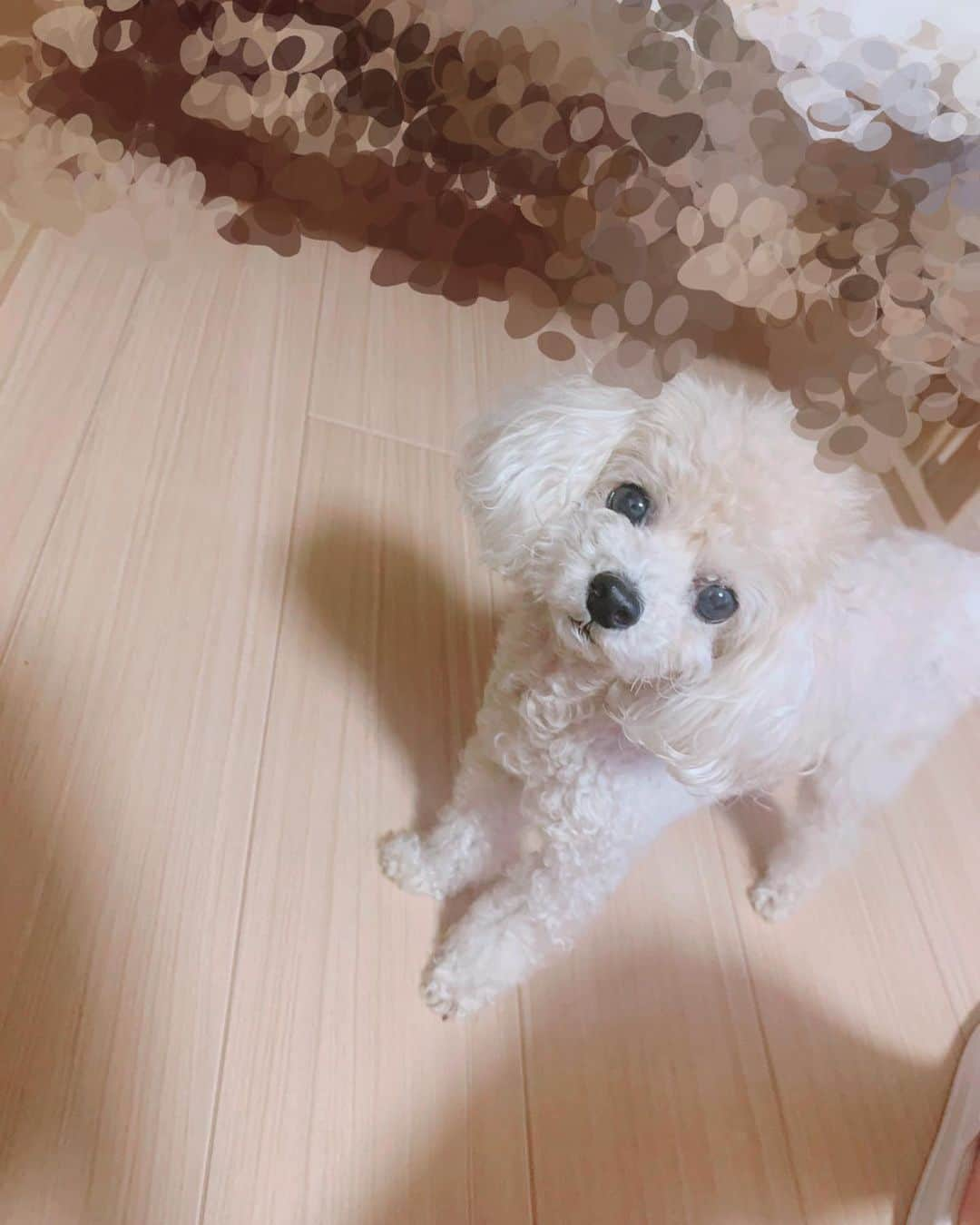 るぅとさんのインスタグラム写真 - (るぅとInstagram)「今日は！みるくん4歳のお誕生日！🐶💛✨️  今年もみるくんにちょっと良いオヤツをあげたよ( 'ω' و)و ✨️  みるくんお誕生日おめでと！🐶💛🎂🎉  写真は今年のツアー中に弟にみるくんを預かってもらってた時に送ってくれた写真📸  なんかこう見ると…あんまり懐いてなかったのかもしれない🤔 お家の中ではめちゃめちゃ元気らしい( ˶･-･˶) #みるくん #は #顔に出る #タイプ #っぽい」9月15日 19時30分 - root_nico