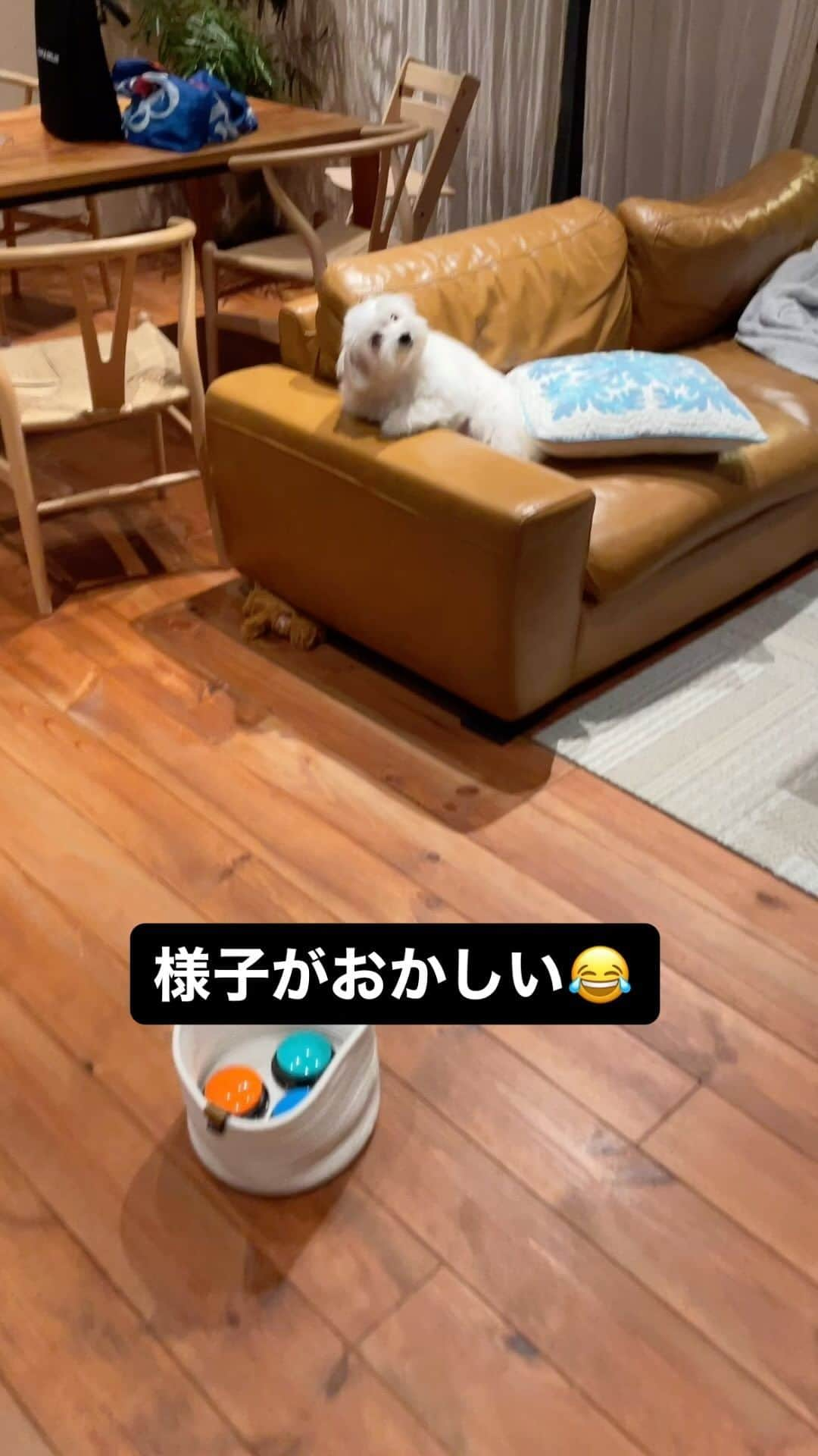 河島あみるのインスタグラム：「ほんとは淡々と💩掃除した方がいいらしいんですが この顔。。。ツッコミたくなりますよね🤣  #都合が悪いと薄目になる犬 #トイレトレーニング#とぼけ犬 #まるぽめ#ポメマル#わんこなしでは生きていけません会#doglover」