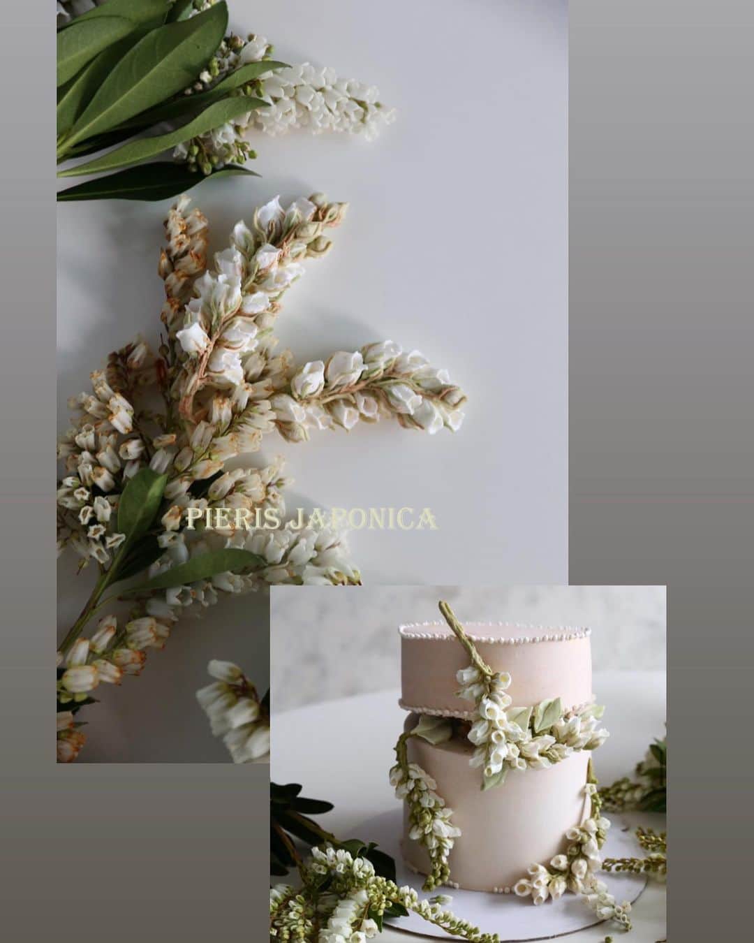 청담 수케이크 (atelier soo)のインスタグラム：「ㅡ Pieris cake design 🩶  #piping #buttercream  #Pieriscake」