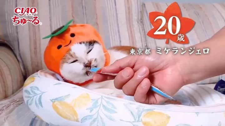 いなば CIAOちゅ～るのインスタグラム：「. ／ 2023年🌟 敬老の日TVCM完成🐾✨ ＼  たくさんのご応募ありがとうございました❣️ 皆さまのおかげで全2本の敬老の日TVCMが完成いたしました㊗️💫  まずはPart1のご紹介です！  ————🍁出演🍁———— 東京都　ミケランジェロ　20歳 栃木県　よもぎちゃん　20歳 愛知県　くろ　22歳 東京都　モカ　23歳 京都府　ミル　19歳 13匹の猫ちゃんたち —————————————  ⁡ #世界の猫を喜ばす #ちゅーる #ciaoちゅーる #敬老の日 #9月18日 #元気に長生きしてね」