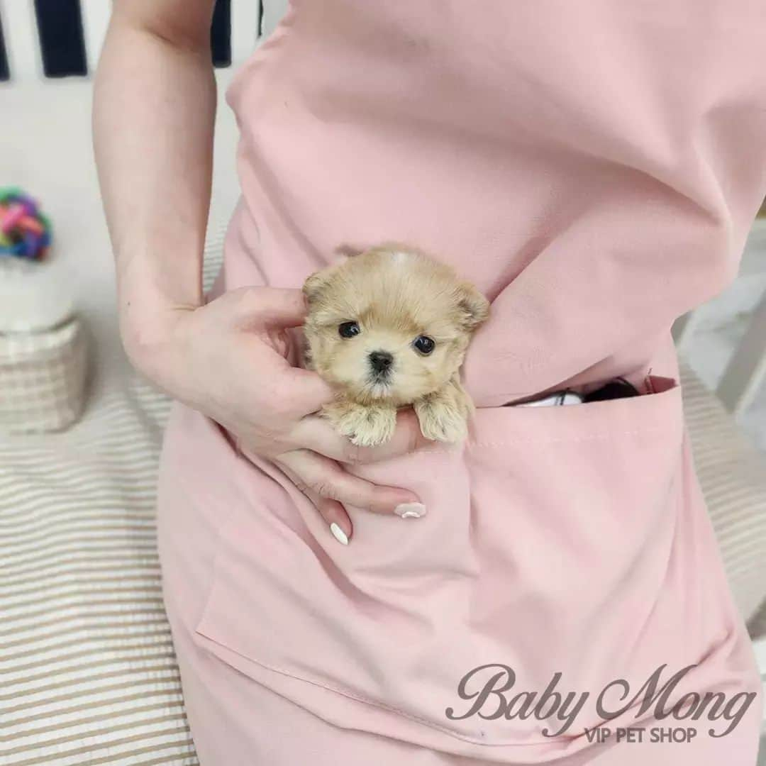 さんのインスタグラム写真 - (Instagram)「I'm a real pocket-sized maltipoo . . 저희는 다양한 강아지를 소유하고있으며, 강아지의 외모와 건강에 최선을 다하고 있습니다. We OWN Each and Every Puppy In Hand We Only Offer the Best in Appearance and Health  . . 베이비몽은 11년동안 운영한 믿을 만한 펫샵으로 많은 한류스타, k팝스타, 셀럽들이 선택한 곳입니다 미니 사이즈,명품견 전문으로  해외,국내에서 이미 유명하며  단 한건의 사고 없이 지금까지 운영해 왔습니다  당신이 원하는 강아지가 있다면 언제든지 연락주세요!!  BabyMong is a reliable pet shop that has been operating in Korea for 11 years. Many K-pop stars, Korean wave stars, and celebrities chose BabyMong. We are specialize in selling mini-cup-sized puppies. We sent many puppies abroad for a long time. And the puppies have been transported safely without a single accident.  Feel free to contact me if you are interested. . . ????서울 영등포 본점: 010 8325 0086 영업등록번호: 110111-7609071 주소: 서울시 영등포구 영중로23 대표번호: 1688-4386 ??  text Instagram☎+82-10-2214-0186 Whatsapp +82-10-2214-0186 Wechat babymongoverseas Email : babymongkorea@gmail.com Dm : ?? Please direct message call me BABYMONG Main Kakao talk ID : babymongkorea . . #말티푸#말티푸입양#말티푸분양 #말티즈#푸들#크림말티푸 #말티푸그램#멍스타그램#댕스타그램 #강아지#애견#애견분양#서울애견#베이비몽 #maltipoo#poodle#maltese#micropuppy #teacuppuppy#teacupmaltipoo #puppy#puppies#cute#dogstagram #puppyforsale#koreanpuppy#overseas#delivery」9月15日 19時47分 - babymong