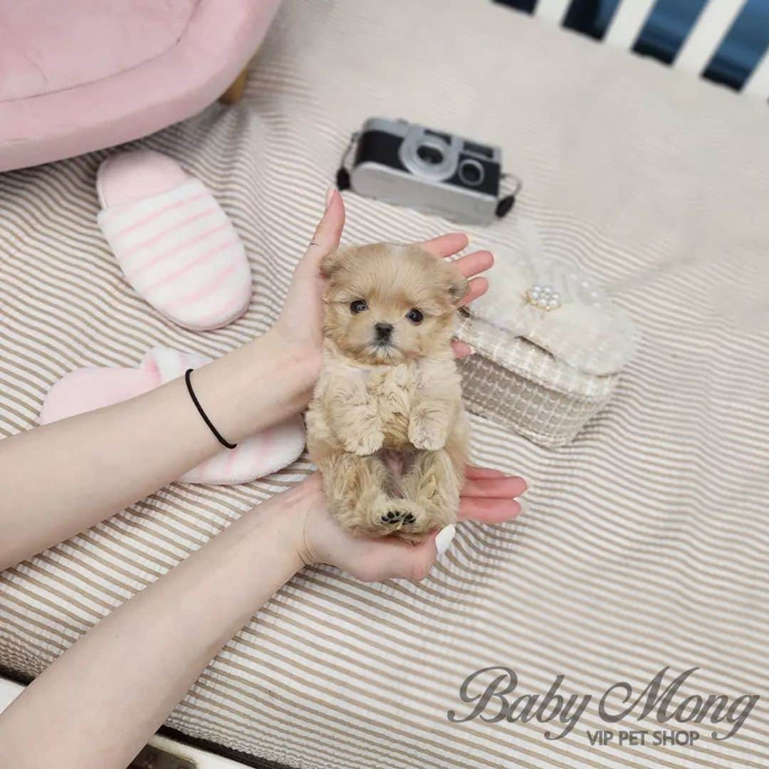 のインスタグラム：「I'm a real pocket-sized maltipoo . . 저희는 다양한 강아지를 소유하고있으며, 강아지의 외모와 건강에 최선을 다하고 있습니다. We OWN Each and Every Puppy In Hand We Only Offer the Best in Appearance and Health  . . 베이비몽은 11년동안 운영한 믿을 만한 펫샵으로 많은 한류스타, k팝스타, 셀럽들이 선택한 곳입니다 미니 사이즈,명품견 전문으로  해외,국내에서 이미 유명하며  단 한건의 사고 없이 지금까지 운영해 왔습니다  당신이 원하는 강아지가 있다면 언제든지 연락주세요!!  BabyMong is a reliable pet shop that has been operating in Korea for 11 years. Many K-pop stars, Korean wave stars, and celebrities chose BabyMong. We are specialize in selling mini-cup-sized puppies. We sent many puppies abroad for a long time. And the puppies have been transported safely without a single accident.  Feel free to contact me if you are interested. . . ????서울 영등포 본점: 010 8325 0086 영업등록번호: 110111-7609071 주소: 서울시 영등포구 영중로23 대표번호: 1688-4386 ??  text Instagram☎+82-10-2214-0186 Whatsapp +82-10-2214-0186 Wechat babymongoverseas Email : babymongkorea@gmail.com Dm : ?? Please direct message call me BABYMONG Main Kakao talk ID : babymongkorea . . #말티푸#말티푸입양#말티푸분양 #말티즈#푸들#크림말티푸 #말티푸그램#멍스타그램#댕스타그램 #강아지#애견#애견분양#서울애견#베이비몽 #maltipoo#poodle#maltese#micropuppy #teacuppuppy#teacupmaltipoo #puppy#puppies#cute#dogstagram #puppyforsale#koreanpuppy#overseas#delivery」