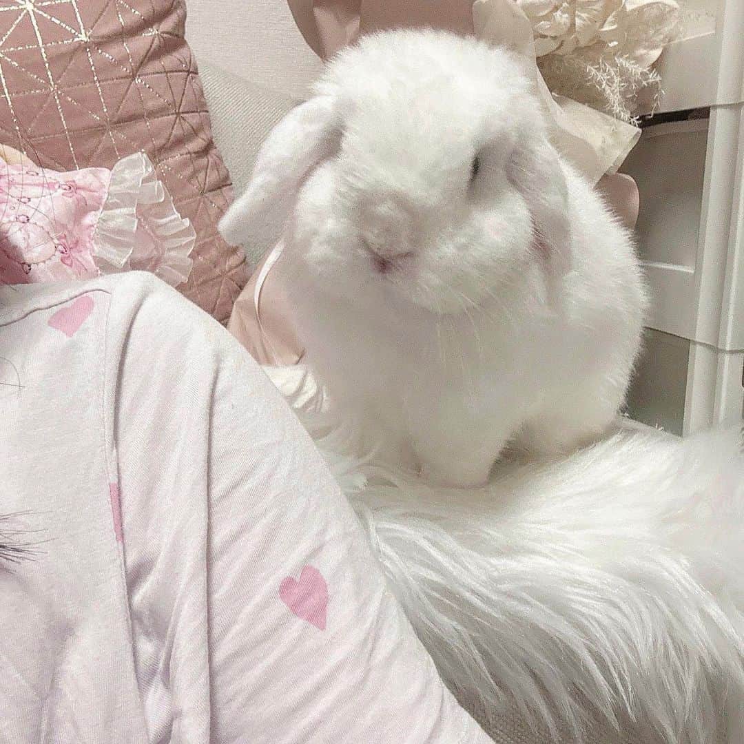 岩田陽菜のインスタグラム：「今日のくしゅちゃん🤍  ソファの上に乗って、顔近づけてきました。 かわいいね( ᐡ ⸝⸝• •⸝⸝ ᐡ )」
