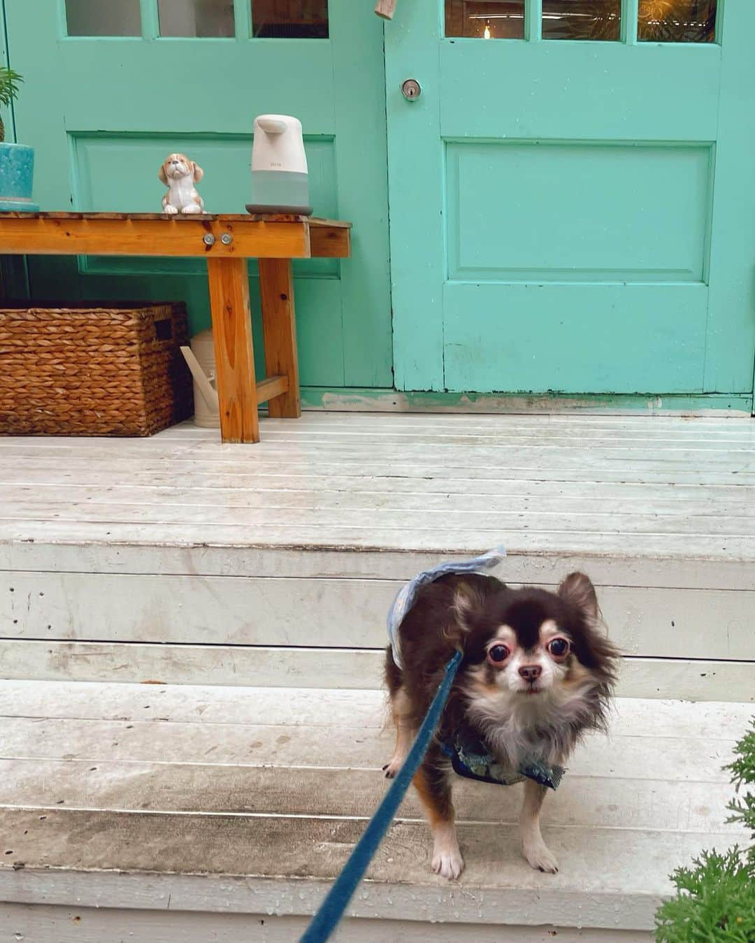 七瀬美月さんのインスタグラム写真 - (七瀬美月Instagram)「雨の日のdog cafe 🐶🐶☕️🍩🪴💗  室内ドックランも行こうと思ってたけど2匹重くて断念😂  別日にまた行こう💗🫸🐕🐩  ivy cafe dogmenuが沢山あってまた行きたい🥰 ふたりともサツマイモの🍠気に入って食べてたけどなかなか呑み込めなくて🤣🤣可愛かった😂  ラム肉のトマト煮込み、特にマロさんが気に入ってがっついてた😂🩷  #dogcafe#ivycafeandbar  #代々木dogcafe#ivyカフェ  #dogmenu#ドッグメニュー #☕️#多頭飼い#こぐまろ#yoyogi #チワワ#チワプー#rainyday #ヘアアレンジ#雨で取れた#ウニョウニョヘア」9月15日 20時12分 - yskwask1114