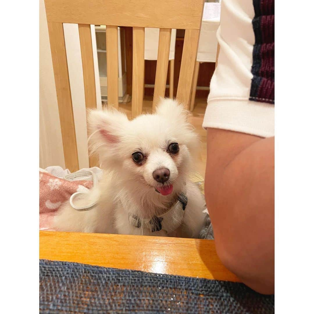 北口麻奈さんのインスタグラム写真 - (北口麻奈Instagram)「あいなさんの夜営業へ🐶 お散歩だと思ってたら、ご飯だったのでご機嫌な抹茶🍚 なんか得意げな顔🤭 蒸し鶏のご飯もペロンと完食しました✨ 飼い主は、おばんざいの盛り合わせとシソジュースでスタート❗️ 本当は、おでんとかロールキャベツ、お刺身といっぱい食べたけど、どれも美味しすぎて、写真を撮る前に気付いたら無くなってました😂 さっすが、あいなさん❗️ 付け合わせのお野菜も美味しい✨ こてつ君にモコちゃん、ひなちゃんにも会えて、楽しい晩御飯タイムになりました💃 #犬のいる暮らし #犬とお出かけ関西 #ポメチワ #ぽめちわ #しそジュース #ぽめちわぐらむ」9月15日 20時27分 - asana_kitaguchi