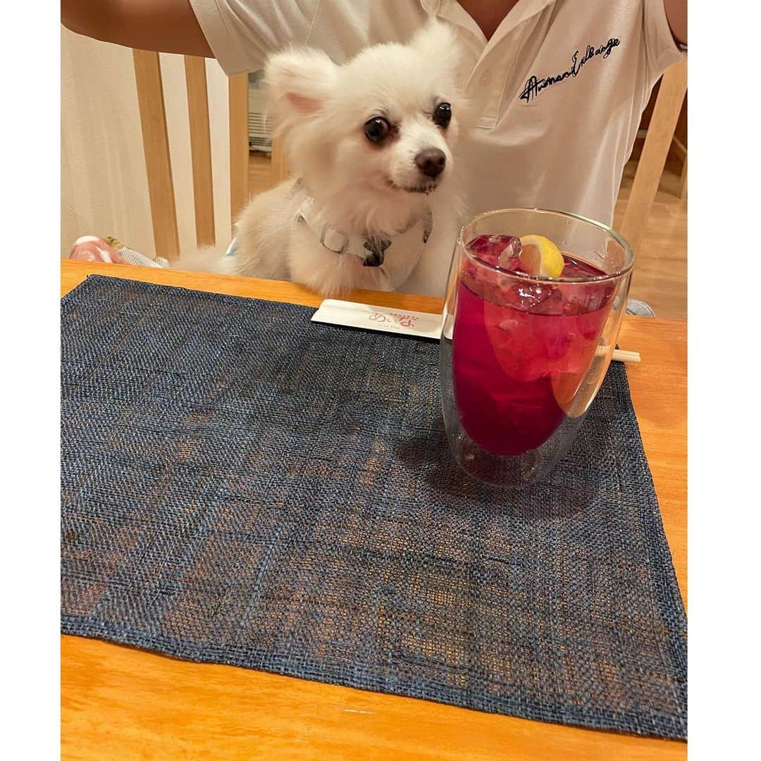 北口麻奈さんのインスタグラム写真 - (北口麻奈Instagram)「あいなさんの夜営業へ🐶 お散歩だと思ってたら、ご飯だったのでご機嫌な抹茶🍚 なんか得意げな顔🤭 蒸し鶏のご飯もペロンと完食しました✨ 飼い主は、おばんざいの盛り合わせとシソジュースでスタート❗️ 本当は、おでんとかロールキャベツ、お刺身といっぱい食べたけど、どれも美味しすぎて、写真を撮る前に気付いたら無くなってました😂 さっすが、あいなさん❗️ 付け合わせのお野菜も美味しい✨ こてつ君にモコちゃん、ひなちゃんにも会えて、楽しい晩御飯タイムになりました💃 #犬のいる暮らし #犬とお出かけ関西 #ポメチワ #ぽめちわ #しそジュース #ぽめちわぐらむ」9月15日 20時27分 - asana_kitaguchi