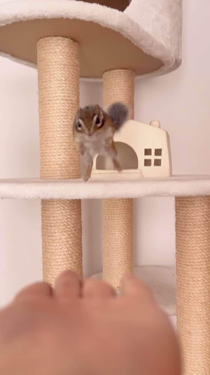 ビッケ & トッドのインスタグラム：「#Sophie Fly-day!!!  #chipmunk #シマリス #リス」