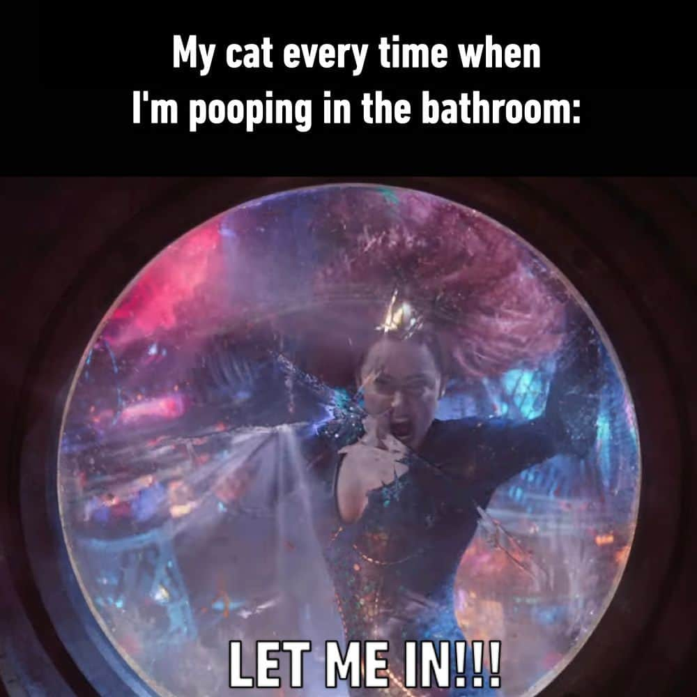 9GAGさんのインスタグラム写真 - (9GAGInstagram)「🐱: I wanna witness the whole thing! - #pets #cat #bathroom #aquamanandthelostkingdom #amberheard #memes #9gag」9月15日 22時00分 - 9gag