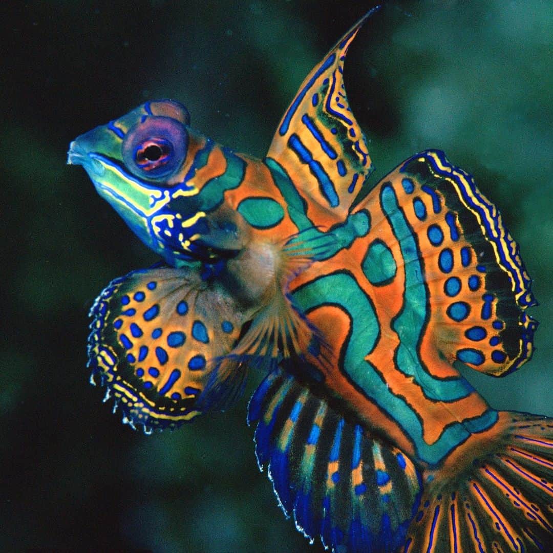 アニマルプラネットのインスタグラム：「Thank this mandarinfish for your Friday night outfit insp. 💃  📷: Ruth Petzold  #marinebiology #nature」