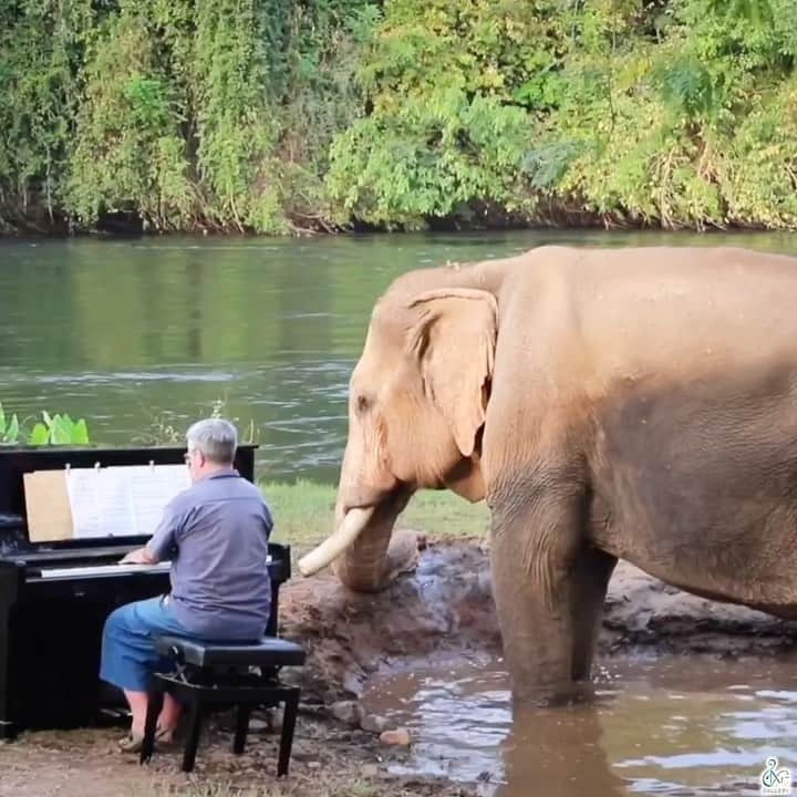 StreetArtGlobeのインスタグラム：「Paul Barton is a pianist who once performed in front of packed concert halls in Yorkshire.  He has traded that life for the jungles of Thailand, where he performs for blind and handicapped elephants.  The songs in the following videos are as follows: 1- Grieg on Piano 2- Greensleeves 3- Moonlight Sonata  4- Clair de Lune 5- Grieg “Air” from Holberg Suite」