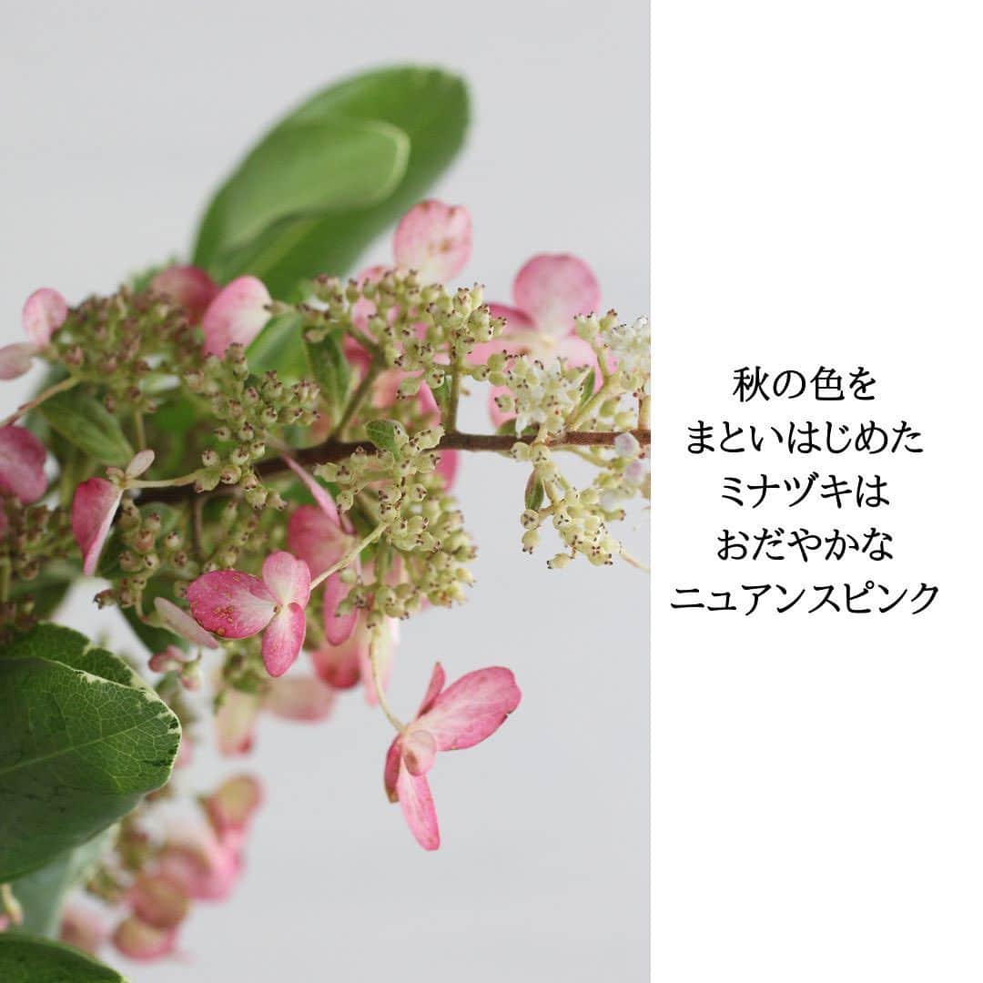 雑誌『花時間』さんのインスタグラム写真 - (雑誌『花時間』Instagram)「花時間の定期便。9／16（土）着のお花をお知らせします🎵  花時間（@hanajikan_magazine）です。  【Ｓサイズ】 カーネーション（ラゴス） アワ セダム（オータムバースト） ブプレリウム セルリア（ブラッシングブライト） ピットスポルム  【Ｍサイズ】 バラ（ブルジョンドゥレーブ） バラ（ブルームスラプラージュ） カーネーション（アメリカーノ） コスモス（ダブルクリックローズボンボン） クルクマ（メイジョウジャス） パニカム アワ セルリア（ブラッシングブライト） フランネルフラワー（ファンシーマリエ） ピットスポルム ドラセナ（ソングオブジャマイカ） アジサイ（ミナヅキ）  【Ｌサイズ】  バラ（シェドゥーブル） バラ（ブルームスラプラージュ） バラ（ブルジョンドゥレーブ） カーネーション（アメリカーノ） トルコギキョウ コスモス（ダブルクリックローズボンボン） クルクマ（メイジョウジャス） パニカム アワ アゲラタム セダム（オータムバースト） ブプレリウム ドラセナ（コンパクタ） アジサイ（ミナヅキ） ベニアオイ グレビレア  【グリーン】 カーネーション（ラゴス） バラ（エクレール） アンスリウム アワ アゲラタム（ユーパトリウム） セダム（オータムバースト） ブプレリウム ピットスポルム（ジャイアントピトスポラム） ドラセナ（ソングオブジャマイカ） ユーカリ レースフラワー  【花時間ニュース】 💜『花時間』から、花の定期便がスタートしました🥰　世界でここだけのバラと旬花が届く嬉しいサービスです💕  💜『花と短歌でめぐる 二十四節気 花のこよみ』大好評発売中  すべて @hanajikan_magazine のプロフィールのリンクから飛べます✈️  『花時間』本誌や書籍は全国の書店、ネット書店でも発売中✨  #花時間 #フラワーアレンジ #花が好き #花が好きな人と繋がりたい #花を飾る #花を飾る生活 #花屋さんへ行こう」9月15日 22時10分 - hanajikan_magazine