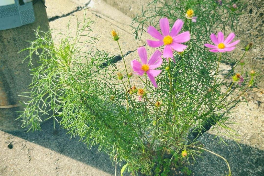 内田 菜々のインスタグラム：「* *  アスファルトに咲く秋。🌱 かみなりこわかったね。。  Autumn has bloomed on the asphalt. 아스팔트 안에 가을이 피었습니다.  #september #summermemes  #コスモス #秋桜 #chaos #코스모스  #likeme #f4f #l4l #사진 #9월  #일본 #좋아요그램  #좋아요환영 #감성사진 #여름 #여름방학  #なならむにっき  * *」