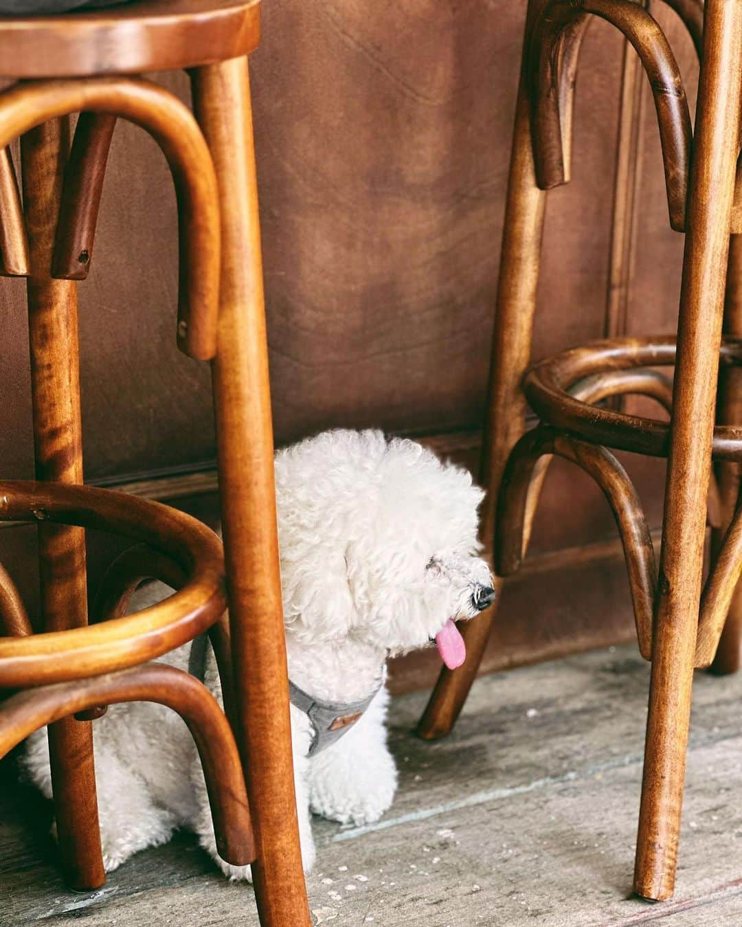 ヒビ・ティエンさんのインスタグラム写真 - (ヒビ・ティエンInstagram)「☕️☁️🐶 喝一杯小咖啡，巧遇一位小朋友， 可口，可愛，可以的生活。  #其實我有新單曲啦 #乘著無人光影的遠行 #覺得我看起來無所事事的朋友請點👆🏻🔗聆聽 #謝謝」9月15日 22時51分 - hebe_tien_0330