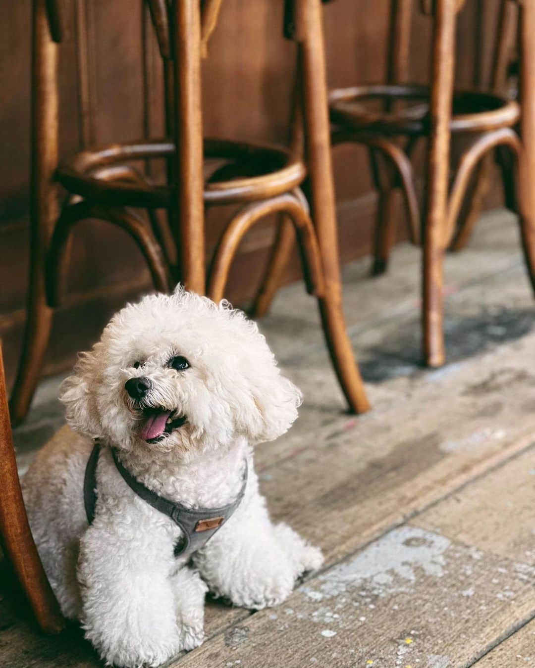 ヒビ・ティエンさんのインスタグラム写真 - (ヒビ・ティエンInstagram)「☕️☁️🐶 喝一杯小咖啡，巧遇一位小朋友， 可口，可愛，可以的生活。  #其實我有新單曲啦 #乘著無人光影的遠行 #覺得我看起來無所事事的朋友請點👆🏻🔗聆聽 #謝謝」9月15日 22時51分 - hebe_tien_0330