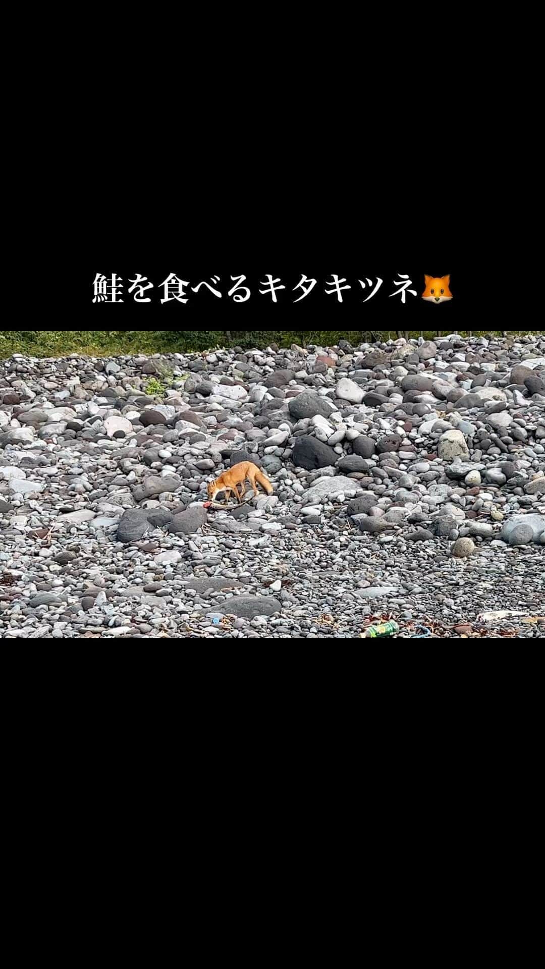 のインスタグラム：「カラフトマスを狙っていたら背後から鮭を狙うキツネちゃんが🦊✨️ 熊が食い散らかした鮭を食べてました🧸😳 人間のすぐ側まで寄ってきてくれるよー！可愛い🥰 でも、キツネにはエキノコックスという寄生虫がいる事があるからお触りは禁止⚠️   #キタキツネ」