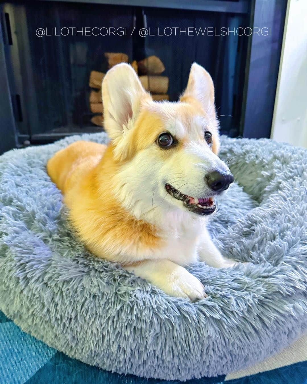 Liloのインスタグラム：「Weekend mode: Activated! Showing off my happy Friday face and ready to spread the furry joy. Let’s do this! ❤️🐾   ⁣ . ⁣ .⁣ .⁣ .⁣ .⁣  #corgis #corgicommunity #corgiaddict #dogstagram #corgibutt #corgidog #corgilover #corgination #dog #corgidaily #corgipuppy #corgiworld #dogs #corgilife #pembrokewelshcorgi #corgigram #weeklyfluff #corgilovers #corgistagram #corgisofinstagram #corgilove #dogsofinstagram #corgiplanet #puppy #welshcorgi #corgi」