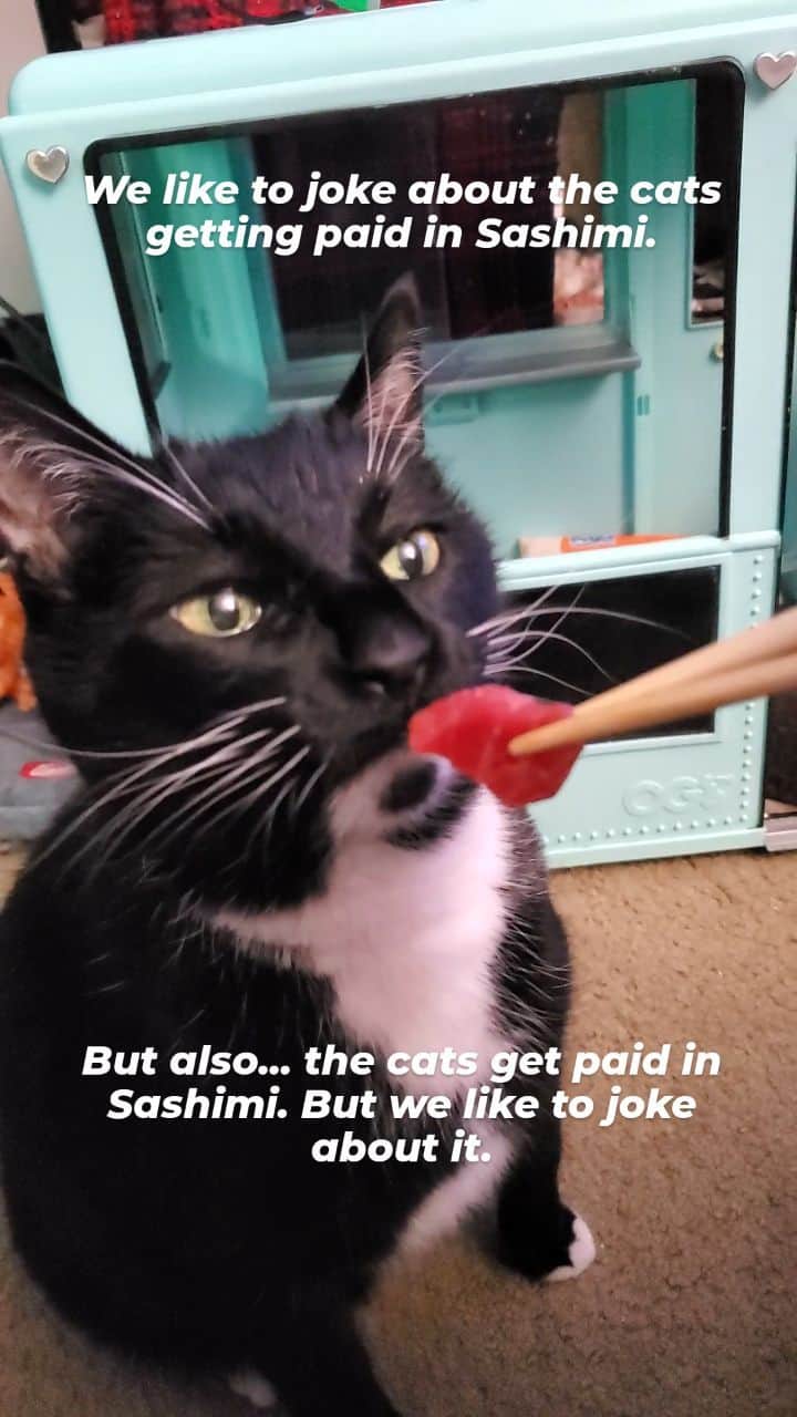 のインスタグラム：「It's a weekly bonus.  #catcosplay #Sashimi #cats」